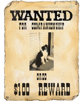  Animals - Dogs, Cats - 